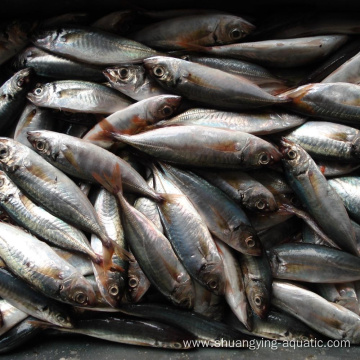 Chinese Horse Mackerel Round Scad Size 10-12 12-14/pcs